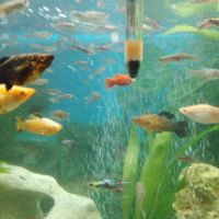 Guppys endler et platys à vendre