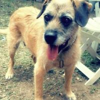 Lila à l’adoption, #0