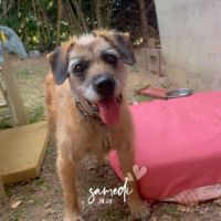 Lila à l’adoption, #2