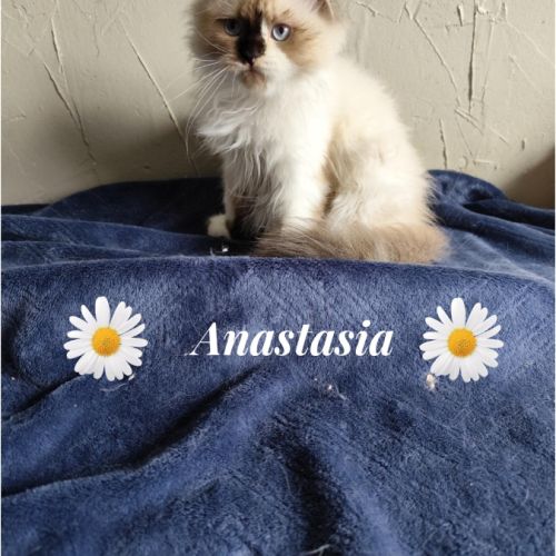 Magnifique chaton persan #2