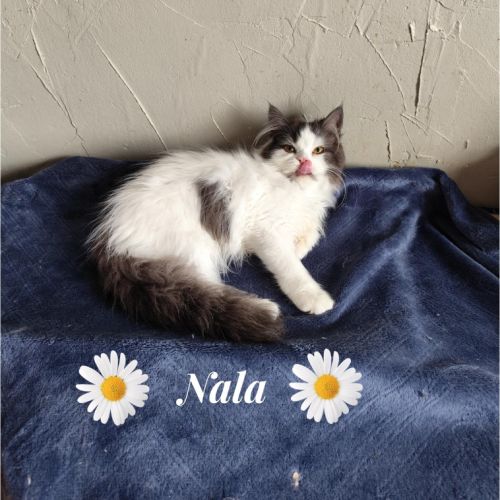 Magnifique chaton persan #5