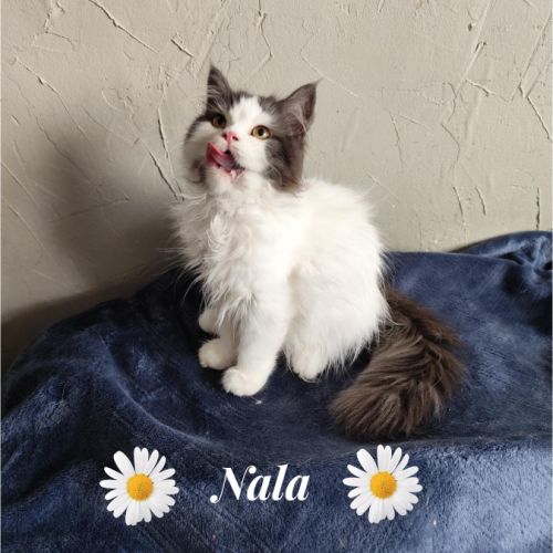 Magnifique chaton persan #6