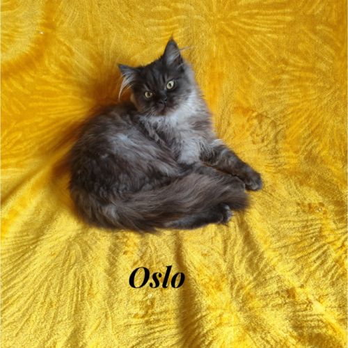 Magnifique chaton persan #7