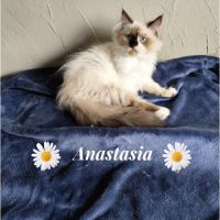 Magnifique chaton persan #1