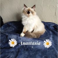 Magnifique chaton persan #3