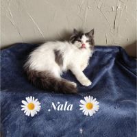 Magnifique chaton persan #5