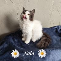 Magnifique chaton persan #6