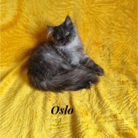 Magnifique chaton persan #7