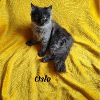 Magnifique chaton persan #8