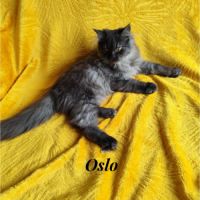 Magnifique chaton persan #9