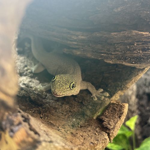 À céder – phelsuma standingi femelle (4 ans) #1