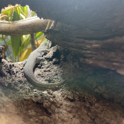 À céder – phelsuma standingi femelle (4 ans) #2