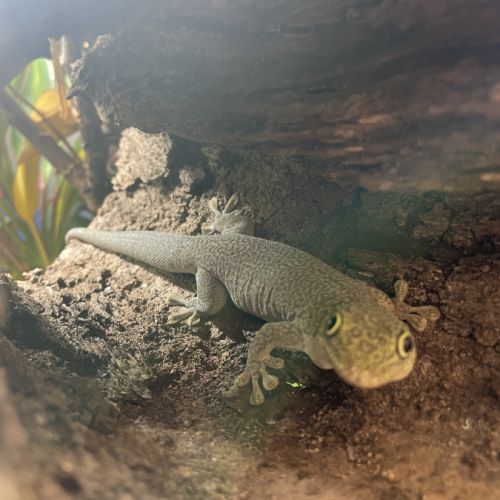 À céder – phelsuma standingi femelle (4 ans) #0