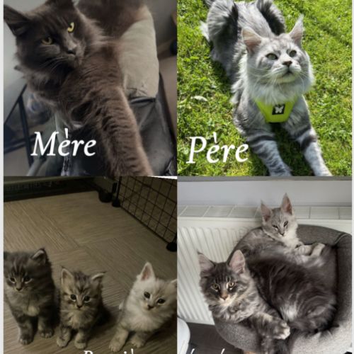 2 femelles maine coon loof a réserver #0