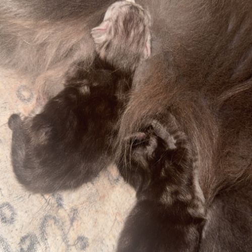 2 femelles maine coon loof a réserver #2