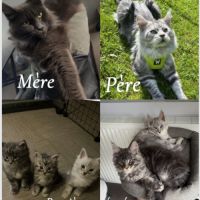 2 femelles maine coon loof a réserver