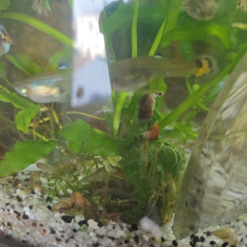 Crevettes, guppys , escargots melanoides #1