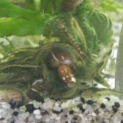 Crevettes, guppys , escargots melanoides #2