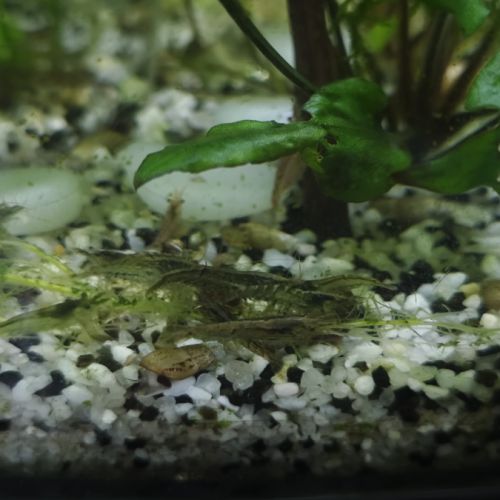 Crevettes, guppys , escargots melanoides