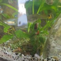 Crevettes, guppys , escargots melanoides #1