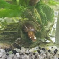 Crevettes, guppys , escargots melanoides #2