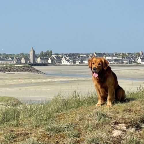 Chiots mâles golden retriever lof #2