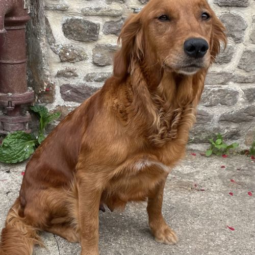 Chiots mâles golden retriever lof #3