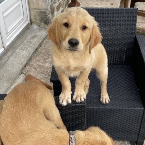Chiots mâles golden retriever lof #4