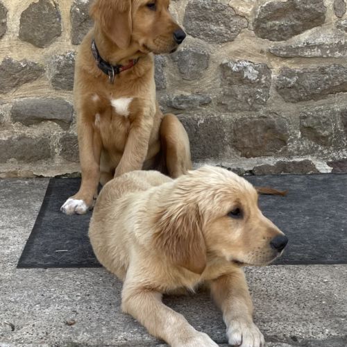 Chiots mâles golden retriever lof #5