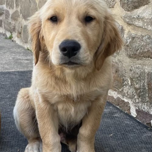 Chiots mâles golden retriever lof #7