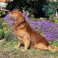 Chiots mâles golden retriever lof #1