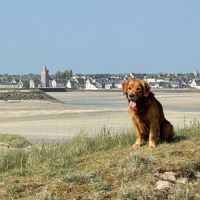 Chiots mâles golden retriever lof #2