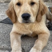 Chiots mâles golden retriever lof