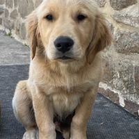Chiots mâles golden retriever lof #7