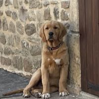 Chiots mâles golden retriever lof #8