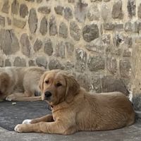 Chiots mâles golden retriever lof #9