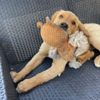 Chiots mâles golden retriever lof #10