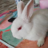 Lapine albinos née le 1 juillet