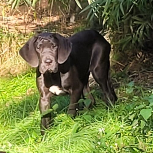 Chiots dogue allemand lof