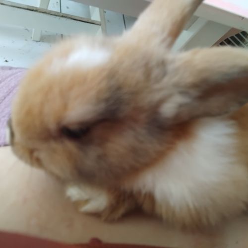 Lapine née le 1er juillet #0