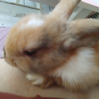 Lapine née le 1er juillet