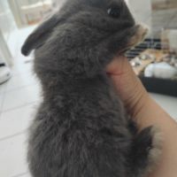 Lapine née le 1 juillet