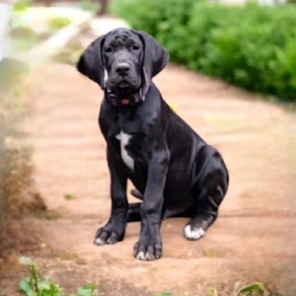 Chiots dogue allemand lof #2