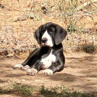Chiots dogue allemand lof #1
