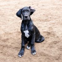 Chiots dogue allemand lof #0