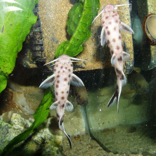 Synodontis lucipinnis #1