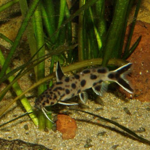 Synodontis lucipinnis #2