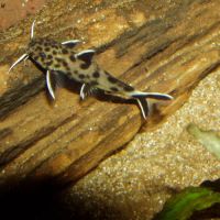 Synodontis lucipinnis