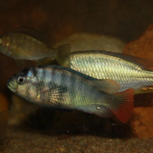 Vends groupe neochromis rufocaudalis (lacvictoria) #1