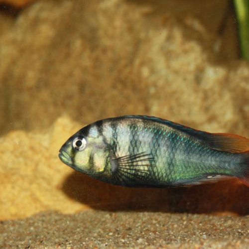 Vends groupe neochromis rufocaudalis (lacvictoria)